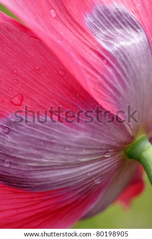 Abstract, Poppy Petal and Dew, Opium poppy, Papaver somniferum