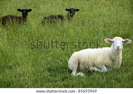 Sheep on family farm, Webster County, West Virginia, USA.  Sheep breed is Katahdin and Barbados Blackbelly mix.