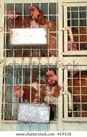 roosters in cages at a poultry shop in athens, greece