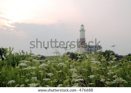 the montauk, new york lighthouse as the sunrises with flowers and one deer on the hill