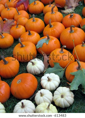 minis orange pumpkins and white gourds with focus in center