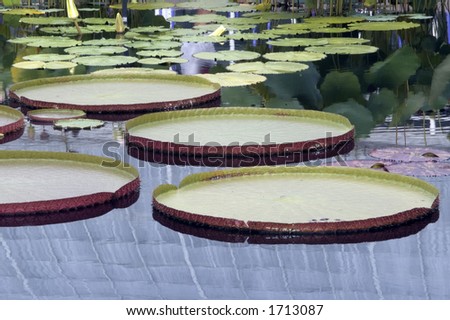 lily pads that look like trays