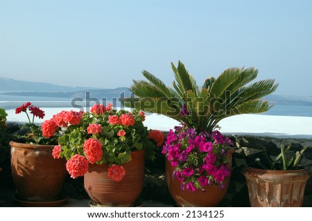 flowers and plants on patio greece greek islands santorini aegean sea