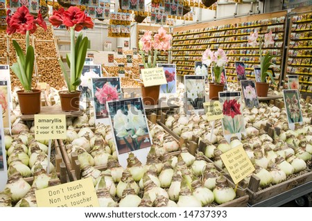 flower bulb store display in famous flower market amsterdam holland