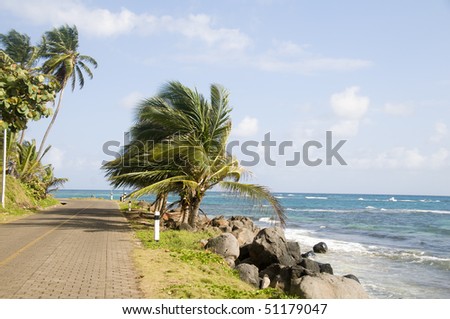 malecon road by caribbean sea with coconut trees big corn island nicaragua