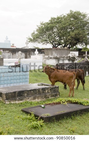 cemetery graves cows grazing rural Sint Eustatius Netherlands Antilles