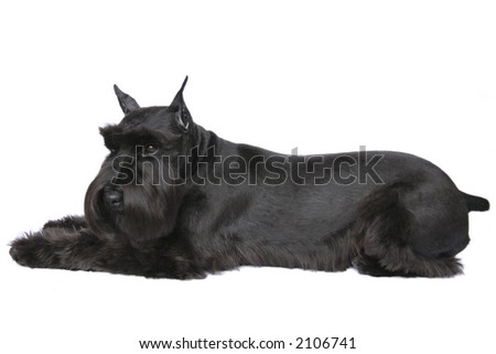 Black Pup