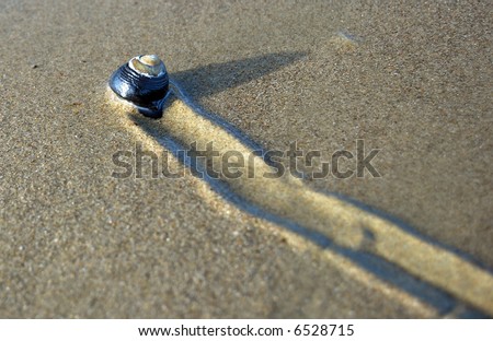 Snail moving across the sand