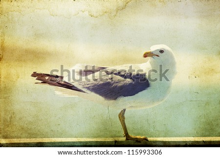 Vintage photo of a seagull-artistic retro styled picture