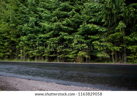 wet asphalt and forest of evergreen firs - man vs nature