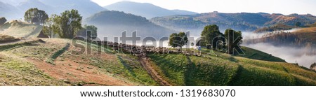 idyllic landscape with  sheep farm in the mountains on foggy spring morning - Apuseni mountains, Transylvania