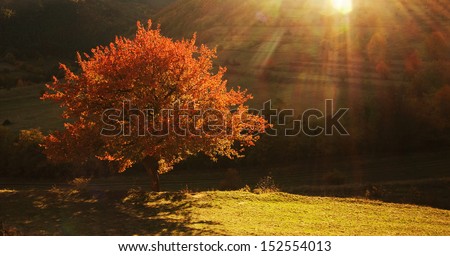 Lonely beautiful autumn tree
