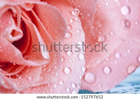 Close up on a pink rose covered with dew