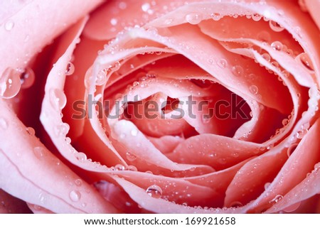 Close up on a pink rose covered with dew