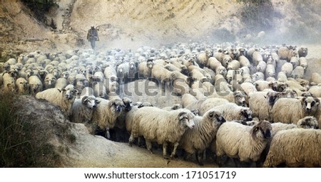 Vintage Photo Of Shepherd Herding His Flock Of Sheep
