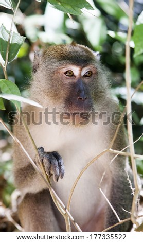 Cute monkey in tree