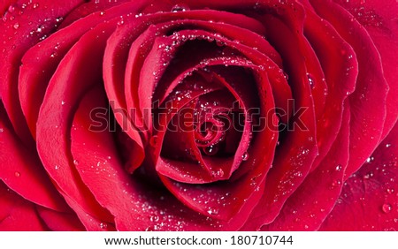 Close up on a red roses covered with dew