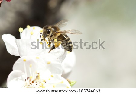 Honey bee enjoying peach blossom on a lovely spring day