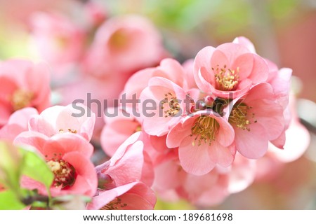 Close up on beautiful spring flowers