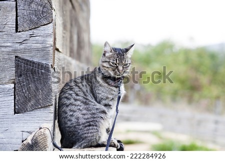 Cute grey cat on a leash