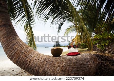 Coconut and hat on palm tree on exotic beach