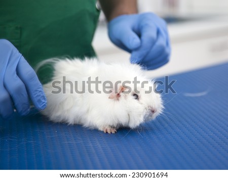 Cute guinea pig at vet