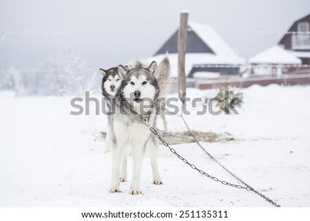 Siberian Husky waiting to start the ride in the snow