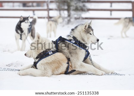Siberian Husky resting after the ride in the snow