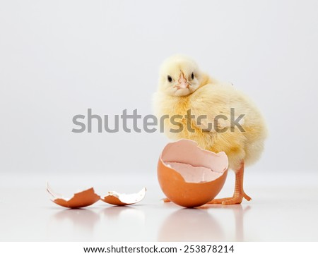 Cute chicken