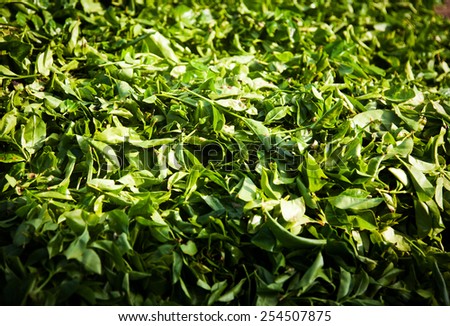 Fresh tea leaves are collected in baskets for further processing