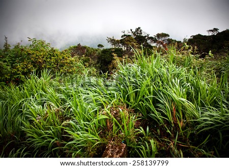 Lush jungle vegetation in mist