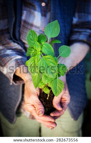 Hands holding fresh baby basil plant ready for planting - home gardening concept