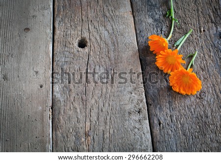 Pot Marigolds or English Marigolds (Calendula officinalis), fresh blossoms on wooden background