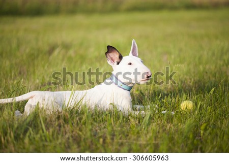 Bull terrier puppy playing in the grass