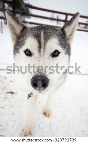 Funny wide angle portrait of husky