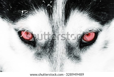 Close up on red eyes of a husky dog