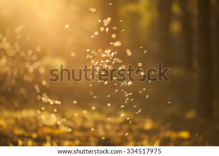 Magic autumn background with dancing fairies (midges) in colorful forest
