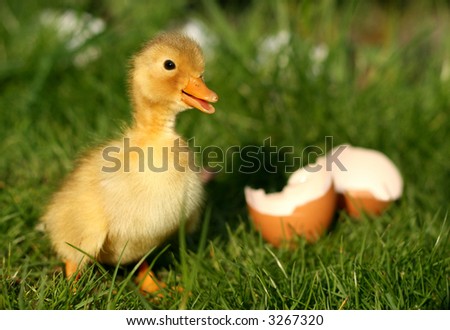 Cute duckling and broken egg