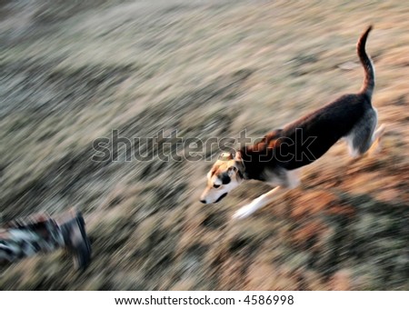 Dog Chasing Man