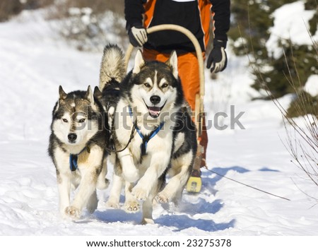Dog-sledding with huskies