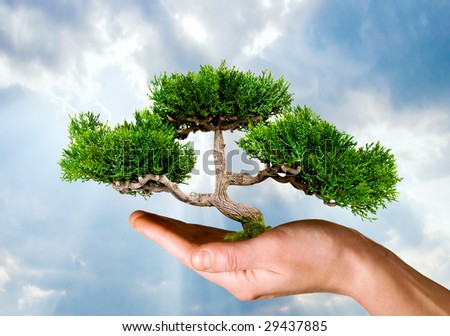 Hand holding tree against blue sky