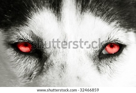 Close up on red eyes of a dog