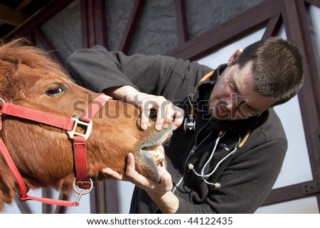 Vet examining horse teeth