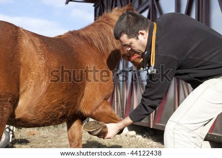 Vet examining horse shoe