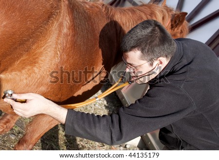 Vet examining horse