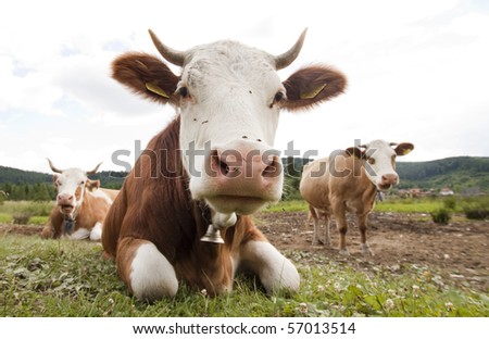 funny cow. stock photo : Funny cow
