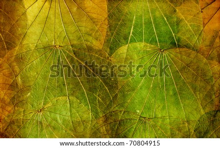 Heart shaped leaves