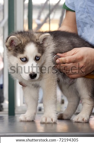 Husky puppy at a small animal clinic having his heart rate taken