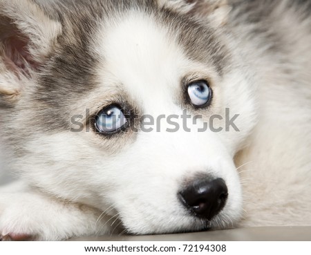 Close up on blue eyes of cute siberian husky puppy