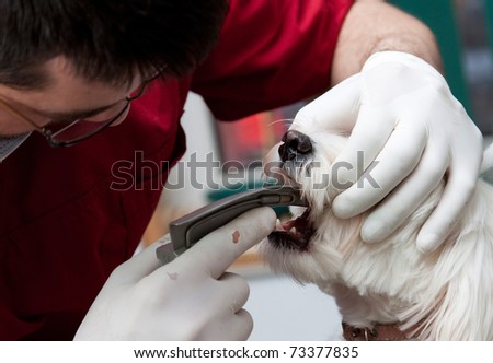 Vet examining a  cute bichon maltese dog